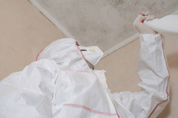 Best Insurance-Related Mold Remediation in Lake City, GA